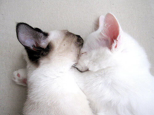 OG·阿努诺比在NBA常规赛中展现进攻多样性,og阿奴诺比选秀报告