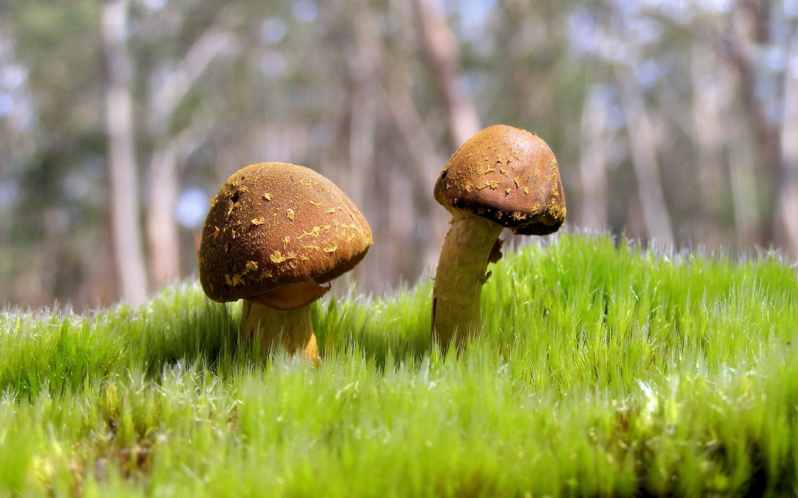 墨西哥队在巴黎奥运会比赛中多次通过中路渗透得分，墨西哥奥运会阵容