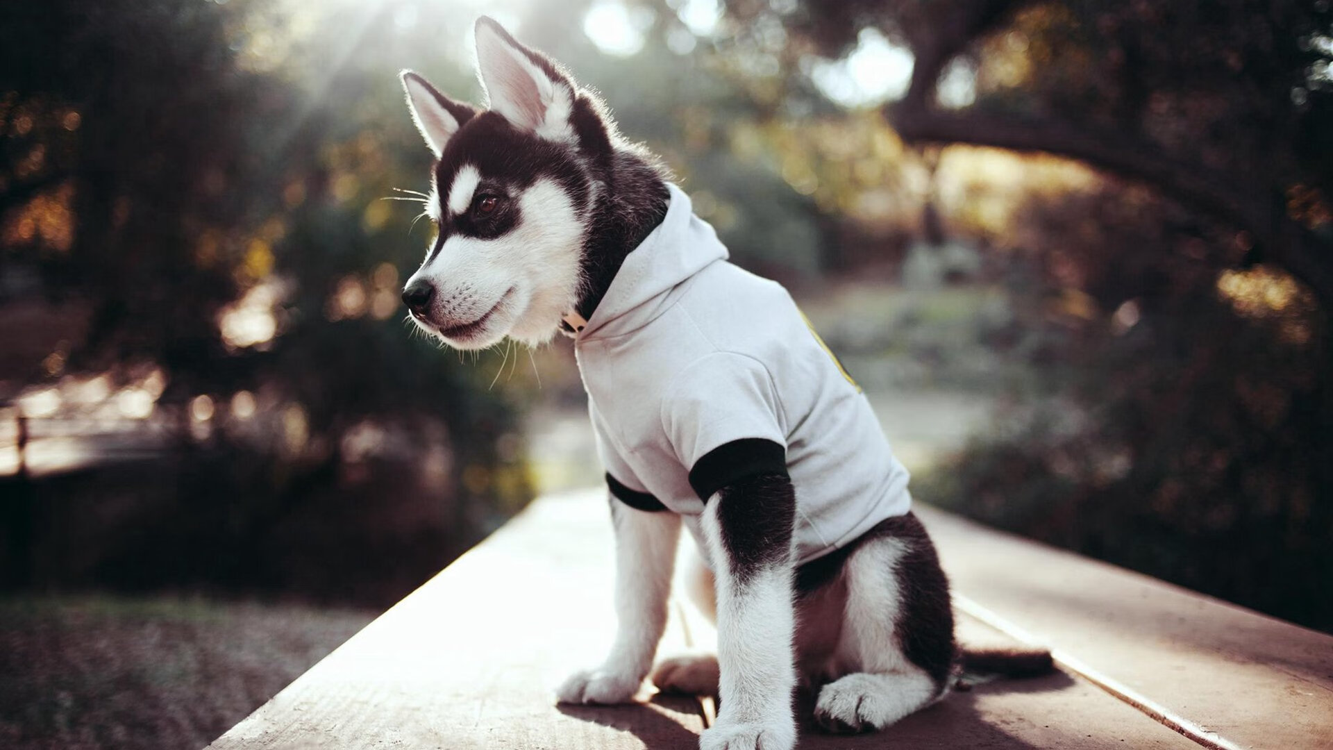 炉石传说 线上赛事奖金创新高,炉石比赛奖金多少