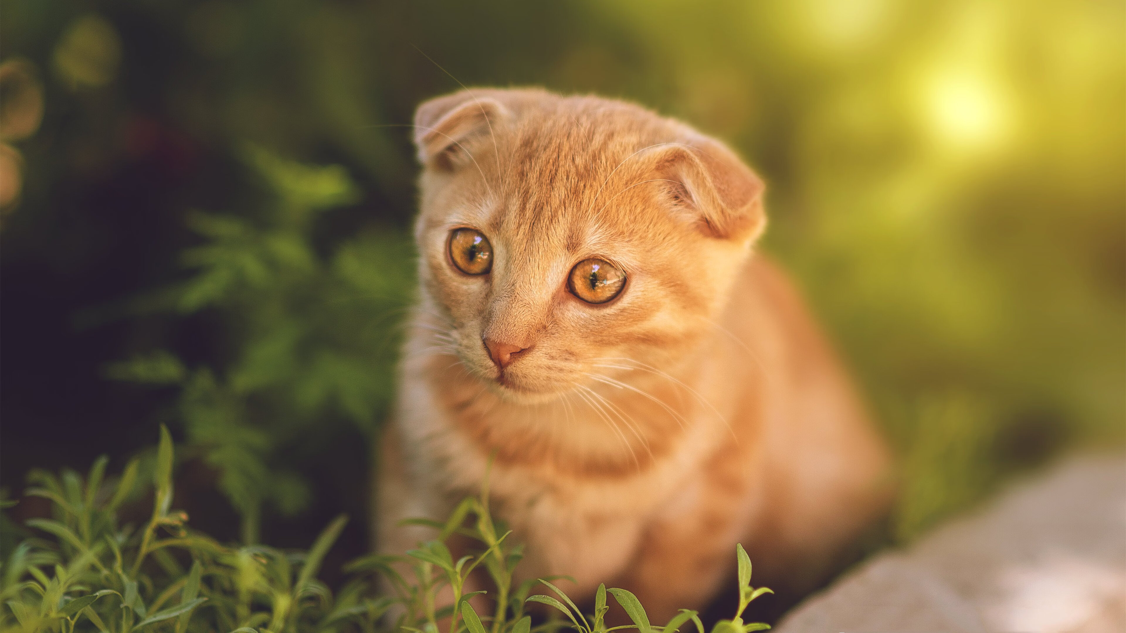 荷兰马术协会成功举办全国马术锦标赛,吸引众多观众。,荷兰 马术