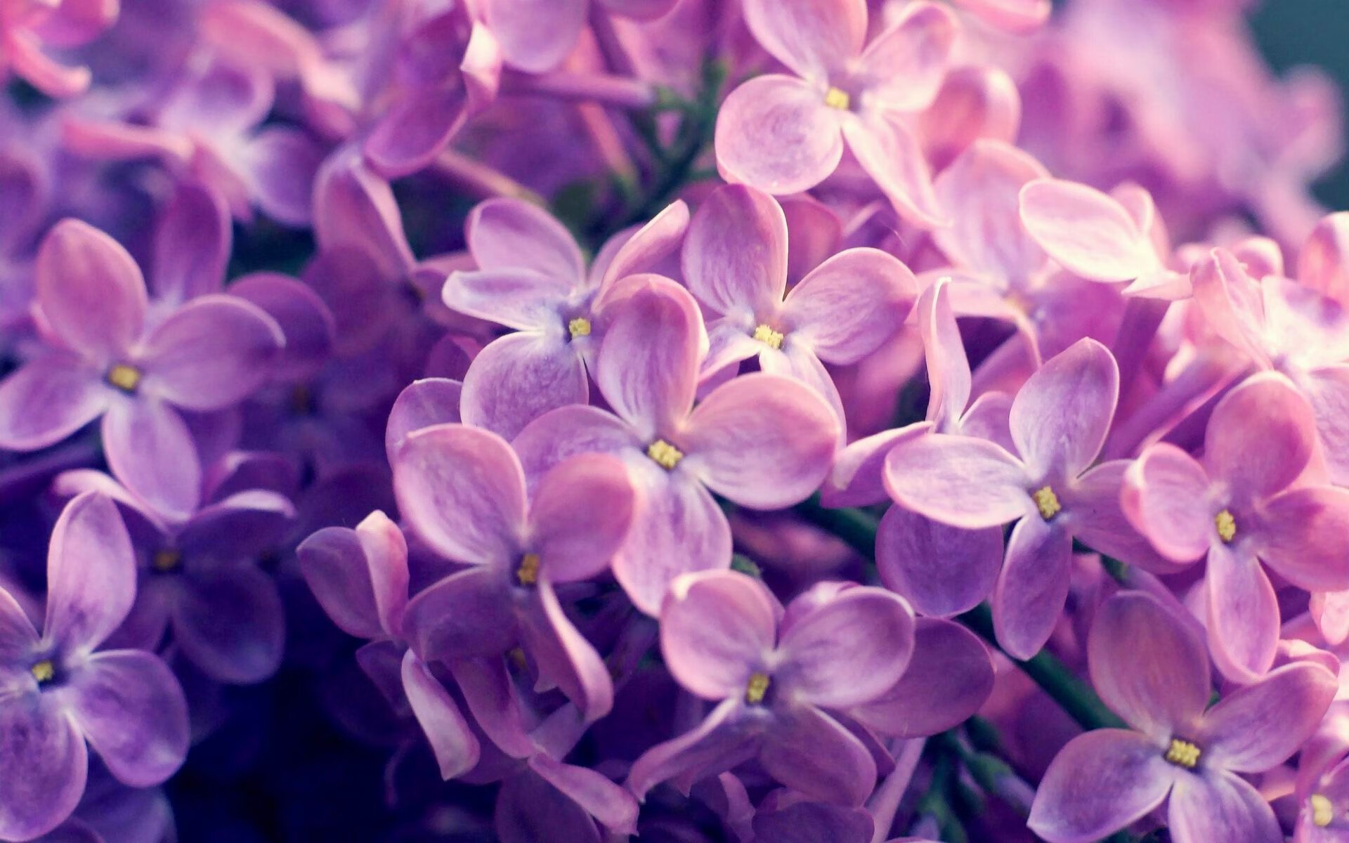 荷兰马术协会推出马术运动员心理辅导项目,提升竞技表现。,荷兰马拉松比赛