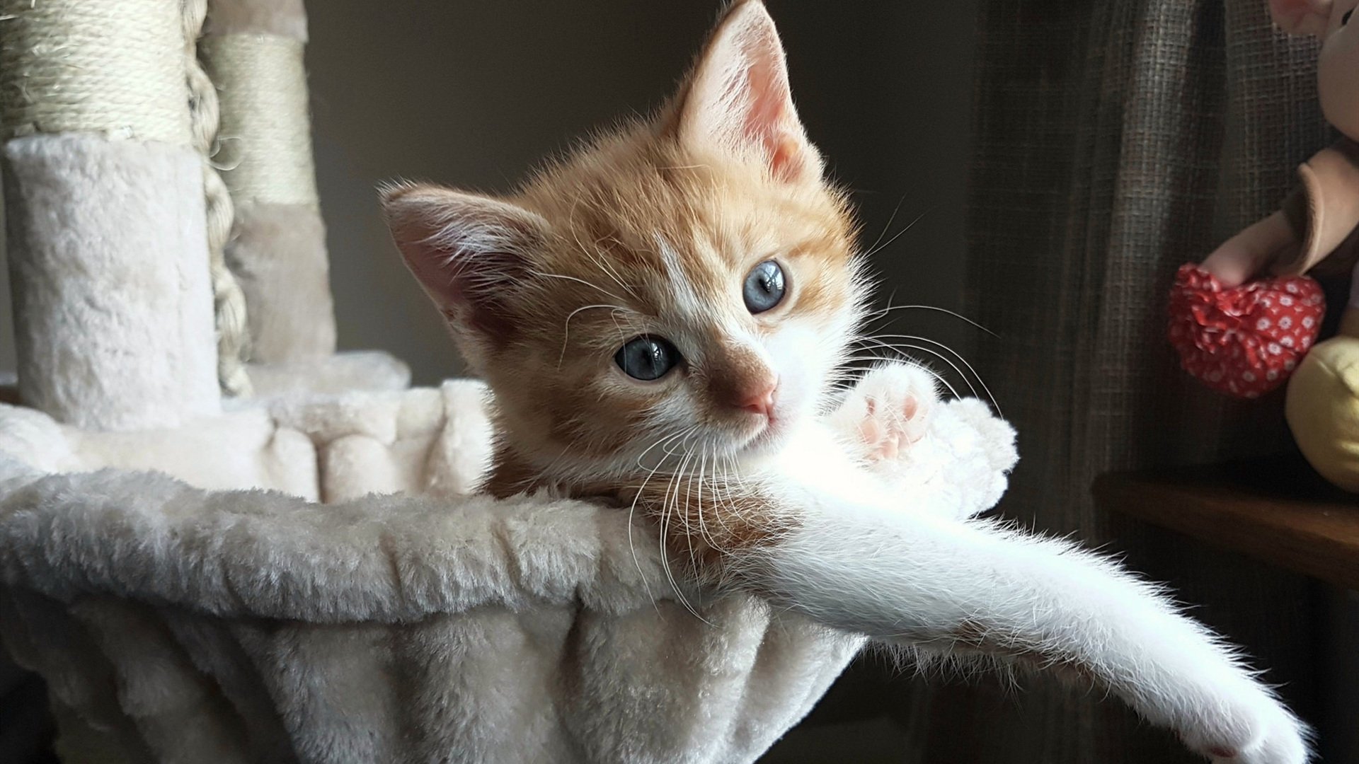 保利斯塔(Paulista),保利斯塔嘉宝果特点