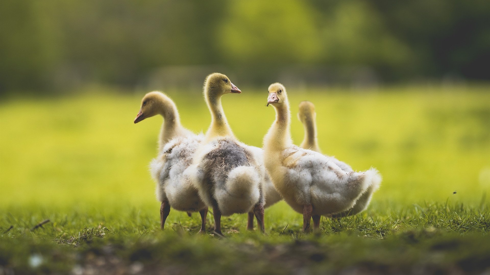 保加利亚主帅调整战术，备战斯洛文尼亚，保加利亚国家队阵容