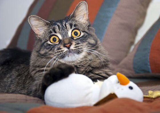 利物浦客场胜出,继续领跑英格兰足球,英国利物浦球队