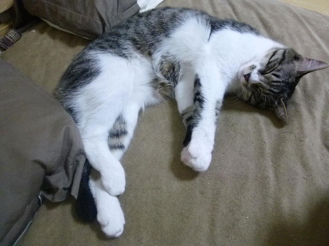 塞尔维亚队迎来胜利 马其顿战败，塞尔维亚队迎来胜利 马其顿战败原因