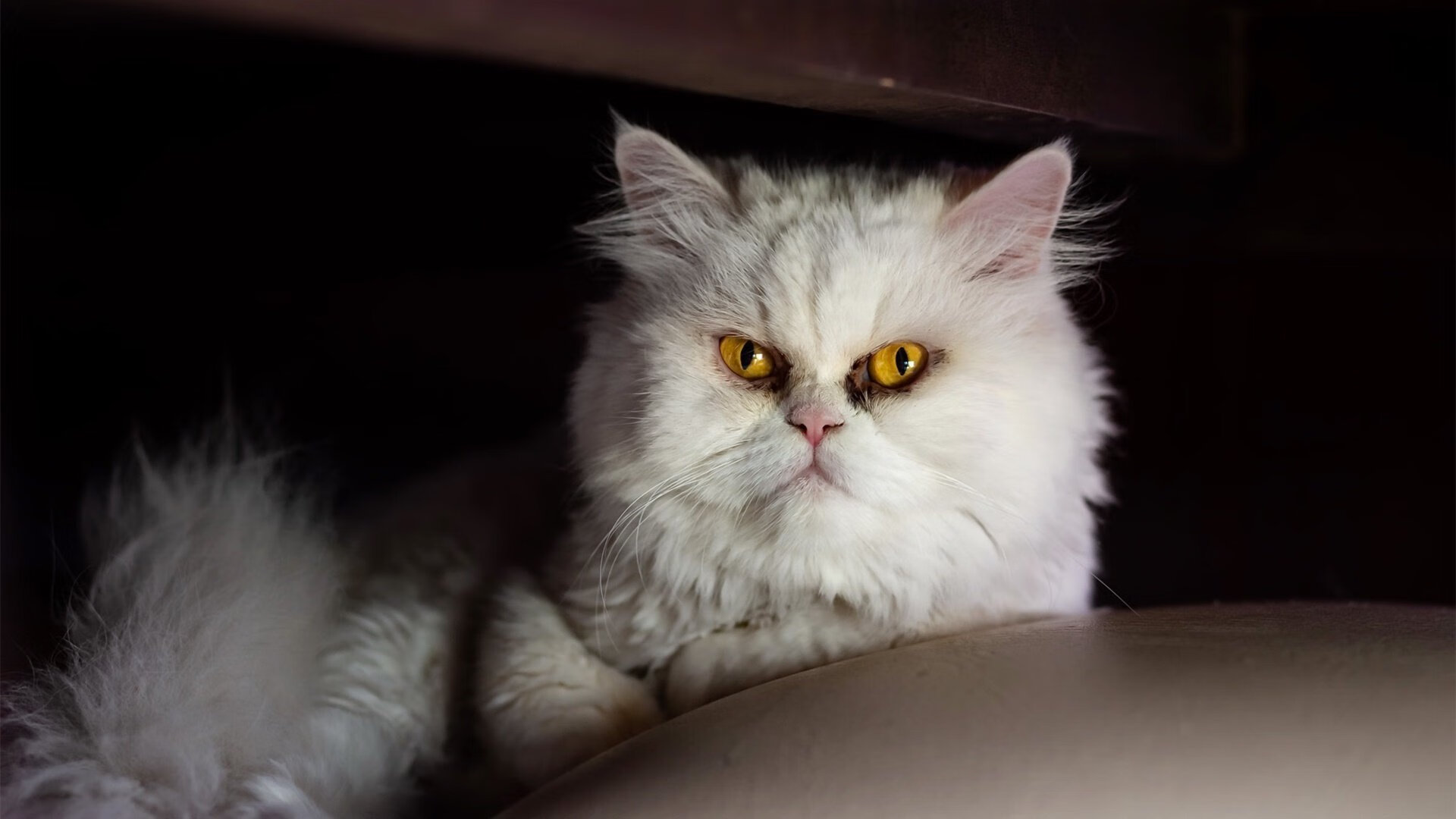 爱游戏官方网站-斯图加特是否已适应德甲节奏，斯图加特转会