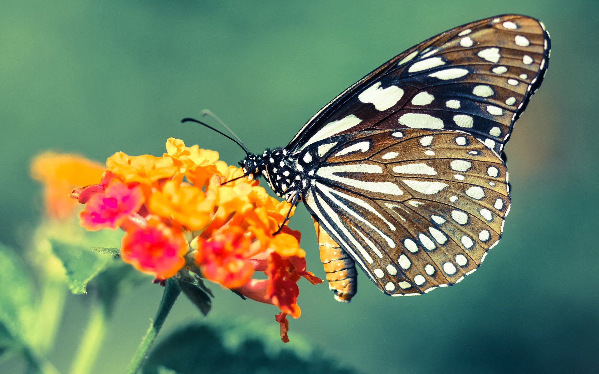 某队在大赛中扬眉吐气,赢得赞誉与掌声,在比赛期间,某队领队向总裁判出示证据