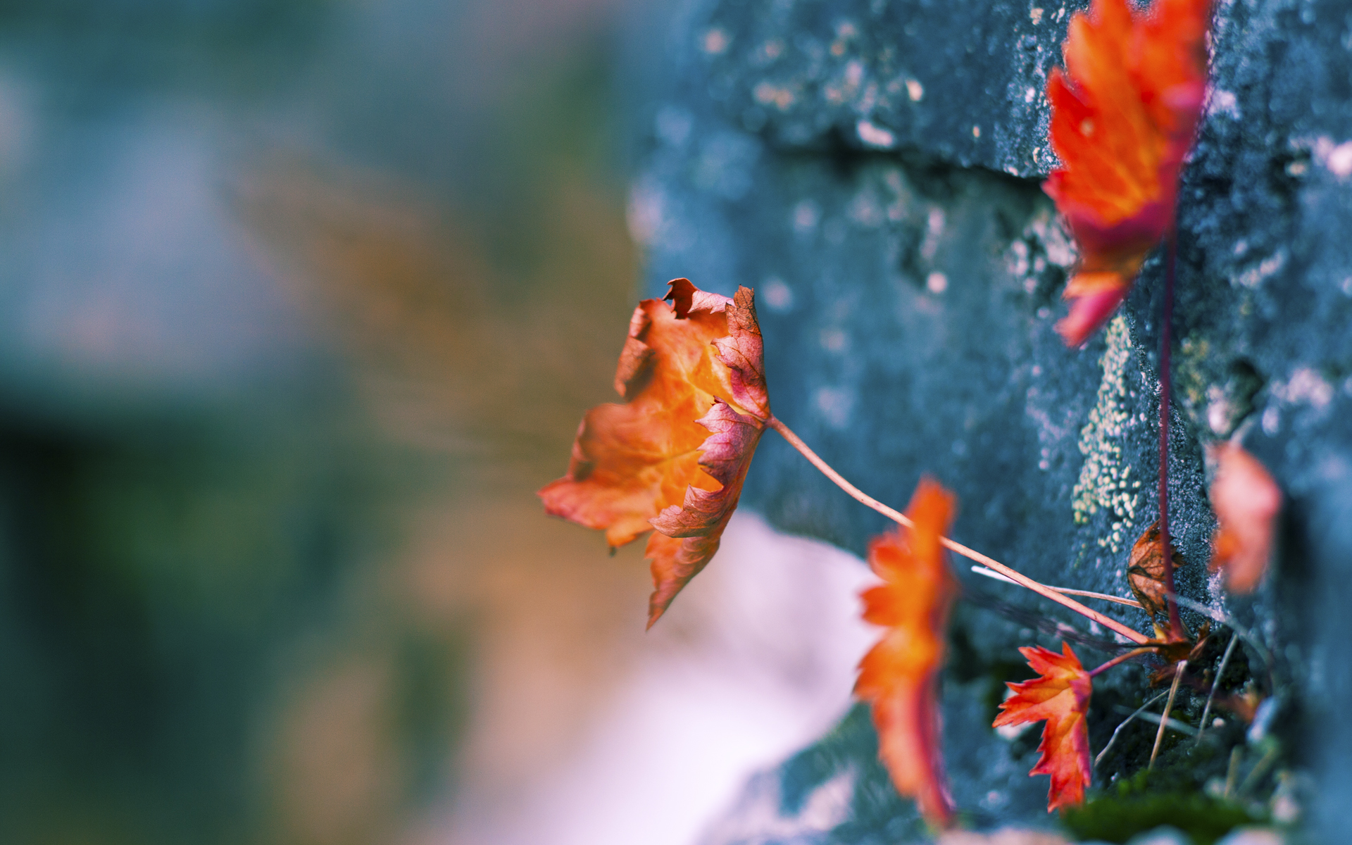 芬兰国家队备战国际比赛,力争获得胜利,芬兰球赛