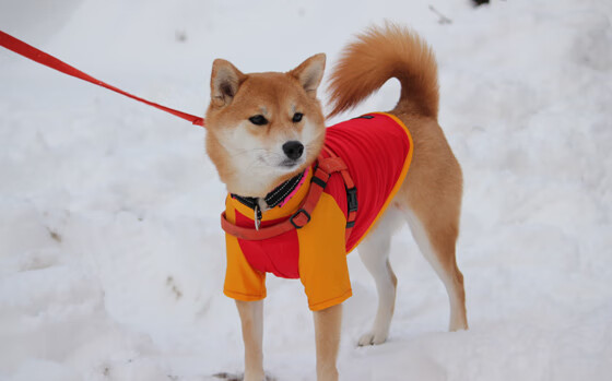 世界青少年行走挑战赛在长沙火爆开启，青春无极限