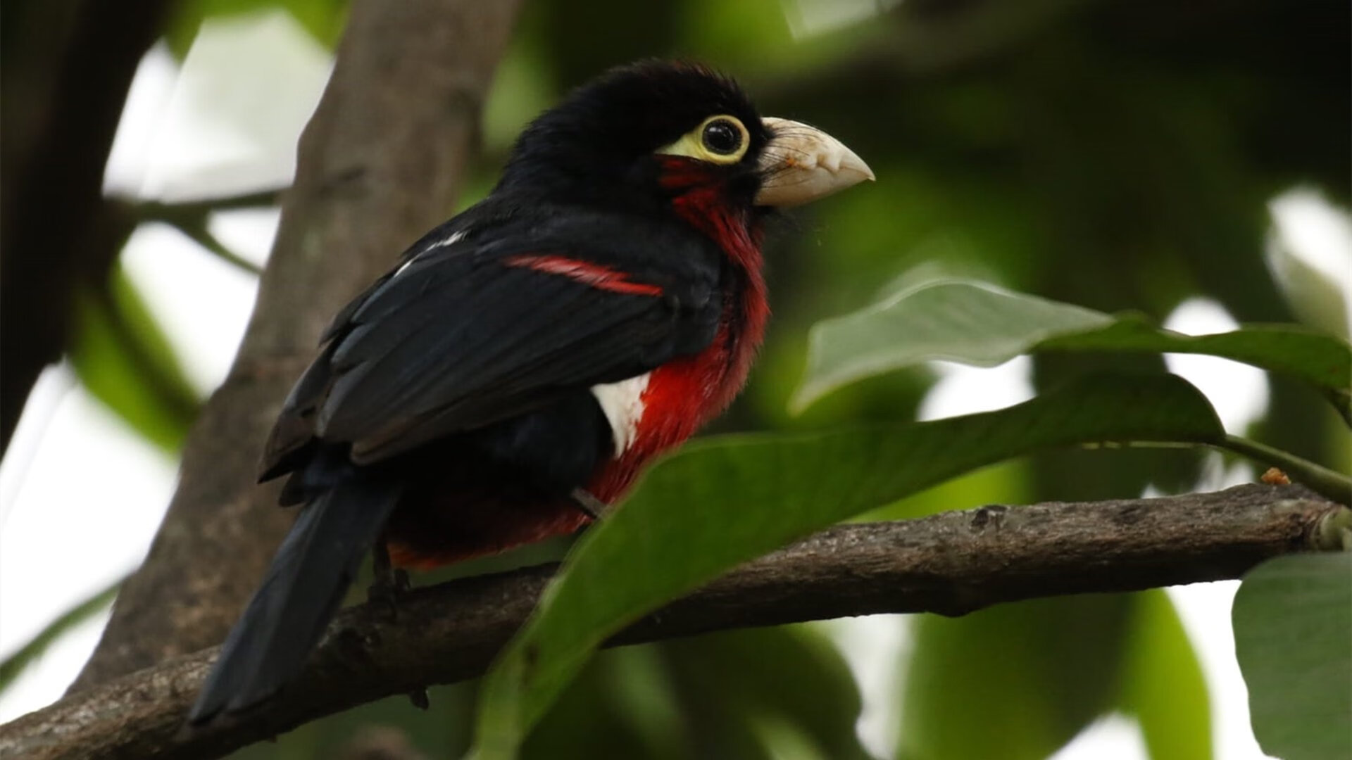 爱游戏娱乐网址-法甲球队采用个性化恢复模型优化比赛间训练安排，法甲风格