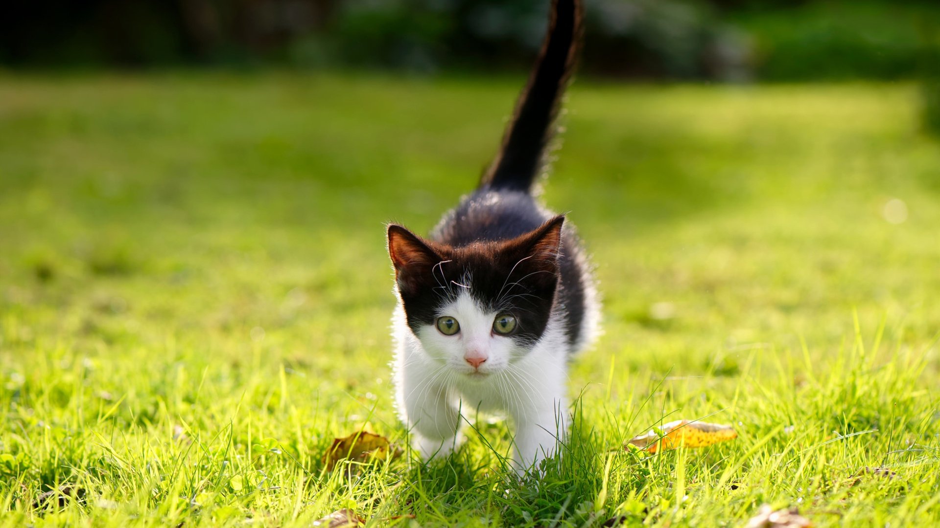 NBA全明星票选启动 詹姆斯杜兰特领跑榜单,全明星首轮投票_杜兰特联盟第一 詹姆斯领跑西部