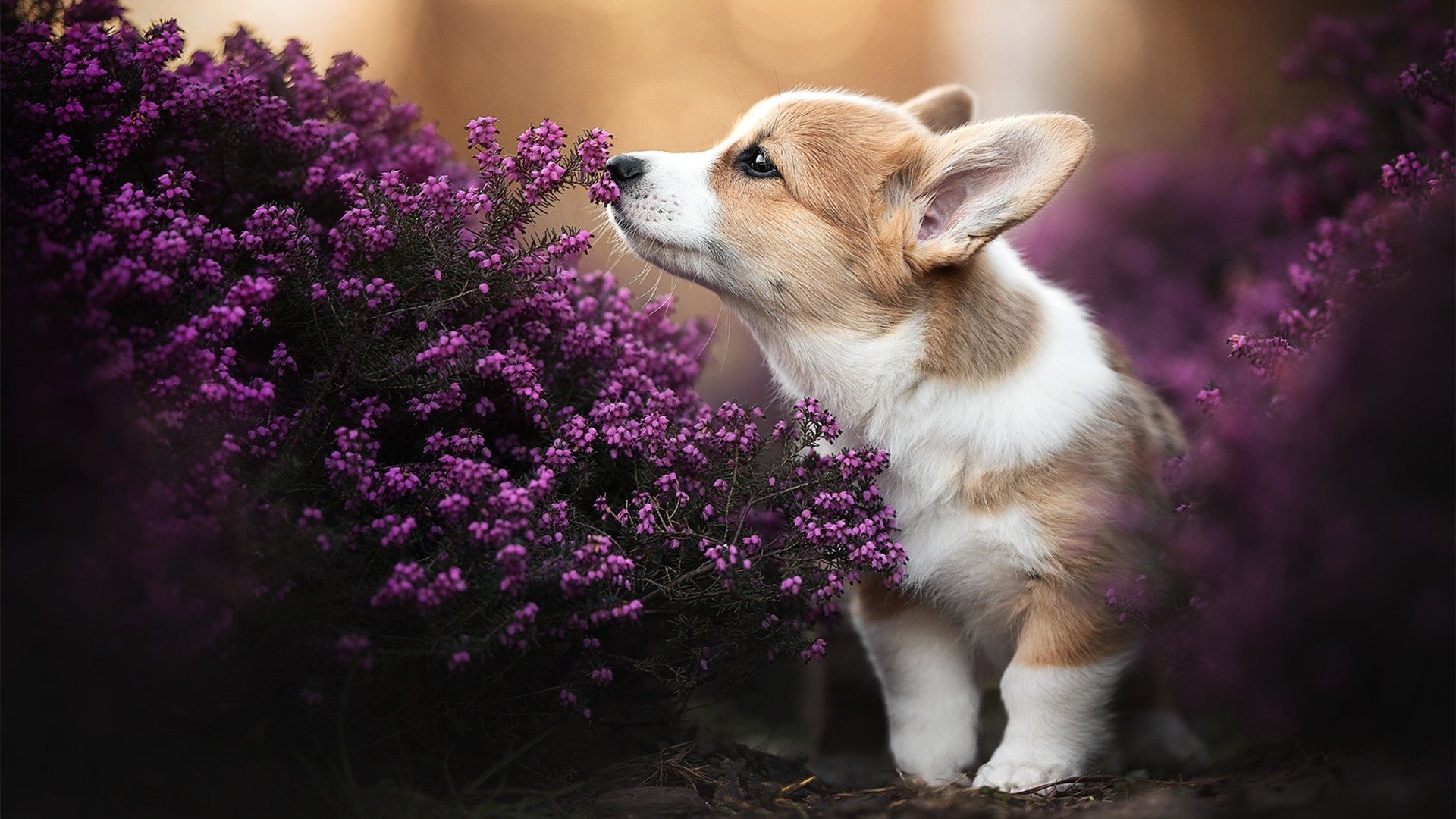 爱游戏中国官方登录入口网站-中国女篮积极引进先进训练方法，中国女篮训练内容