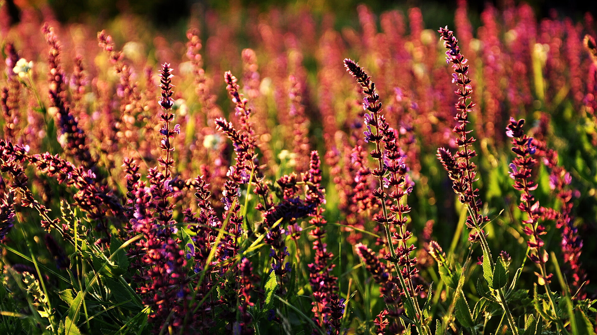 冠军冲刺阶段保持高效率划水，冲刺冠军的口号