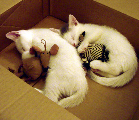 锋线传球成功率是否直接影响中后场压上意愿,锋线球员是什么意思