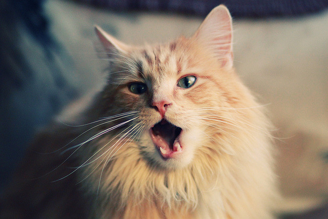 奥斯马尔·奥尔韦拉突破自我刷新纪录,奥马尔·奥尔蒂斯